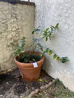 Lemon tree in a large terra cotta pot shown from front left side against textured beige wall.