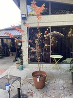 Crepe Myrtle tree with red and green leaves in brown plastic pot outdoors on concrete.
