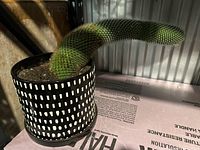 Large green cactus with two elongated curved arms in a black pot with white rectangular pattern, placed on a surface with printed text.