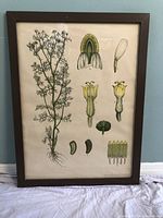 Front view of framed German botanical print showing the detailed plant illustration and parts within a brown wooden frame.