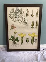 Photo of the framed German botanical print showing detailed plant illustration and dark wood frame.