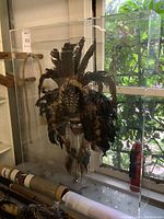 Front view of acrylic display case housing pheasant feather headdress