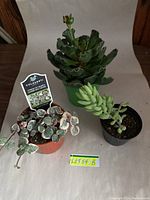 Photo showing all three plants: variegated String of Hearts, Burro's Tail, and Crinkle-Leaf, each in individual small pots on a wooden surface.