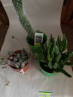 Clear image showing all three plants together against a white backdrop, displaying their size, shape, and pot colors.