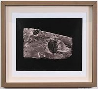 Full view of the shadow-box framed fossil print showing the frame and matting.
