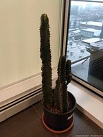 Tall cactus plant about 37 inches high located indoors near window, in black pot with terracotta saucer, multiple vertical columns with spines visible.