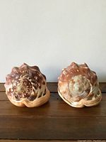 Front view of two natural seashells showing their brown and cream spiral tops with textured ridges.