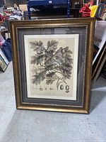 Full view of framed botanical art print titled 'The Oak Tree'. Gold and black ornate frame with gray matting.