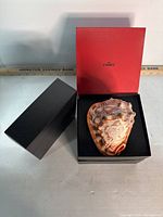 Top view of conch shell in black presentation box with red interior lid marked 'Italy CAMEO' showing carved cameo profile.