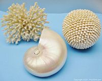 Three natural decorative treasures from under the sea including a nautilus shell, white coral, and a shell sphere displayed together on a blue background.