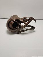 Right-side profile view showing overall shape and beak