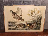Overall view of the Audubon print showing the three Pinnated Grouse birds in a natural setting attached to cardboard backing.