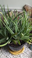 Close-up of three Aloe Vera plants in a black pot showing the long spiky fleshy green leaves with serrated edges.