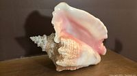 Photo showing the full side view of the large natural pink conch seashell with pink interior and rough exterior texture.