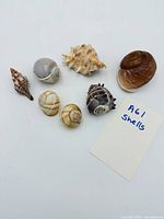 All seven shells grouped together