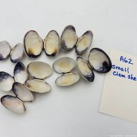 All eight hinged clam shells laid out with note tag