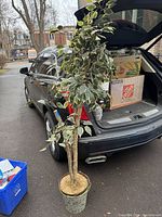 Full view of 76-inch tall faux tree with green variegated leaves in a decorative pot, placed next to a vehicle.