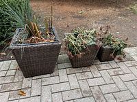 Three brown woven wicker frame planters placed outdoors on a paved ground area, containing soil and dormant or dead plants.