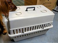 Light beige plastic kennel carrier for small dog or cat with ventilation slots and black handle; a dog is sniffing the top.