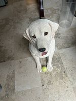 Front view of ceramic dog statue showing detailed face, red collar, and tennis ball at paws