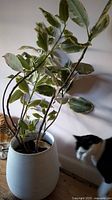 Rubber tree plant with multiple stems and variegated leaves in beige ceramic pot against pale wall. Cat visible in background.