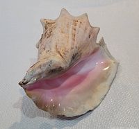 Top and side view of large sea conch shell showing ridges, spire, and pink interior lip.