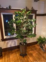 Full-height view of Arabica tree in planter, showing overall height and condition