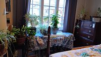 Multiple houseplants including spider plants on a table and stands near window and dresser in room.