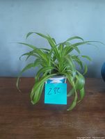 Front view of healthy spider plant with arching green leaves, planted in a white ceramic pot with soil.
