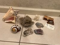Image showing the entire collection of eight items including shells, geode, coral, amethyst, and labeled rock on wooden stand arranged on tile floor.