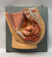 3D anatomical model of female pelvis median section front view showing internal structures in realistic colors.