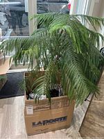 Full view of the larger Norfolk Island Pine plant in pot inside a cardboard box, showing overall size and leaf structure.