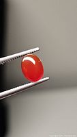 Close-up of natural oval fire red carnelian held by tweezers showing smooth, polished surface and translucent bright red color.