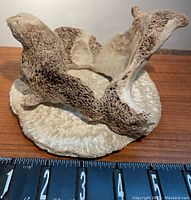 Overall view of the interconnected animal and bird carving on a circular calcified base with a ruler for size reference.