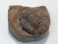 Close up of a fossil embedded in brown rock showing ridged segmented shell structure.