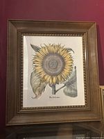Framed sunflower botanical print in solid walnut frame, full view showing size and condition