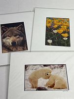 Three 4x6 photographic prints on white mat board, depicting a close-up timber wolf, polar bear cubs, and colorful flowers, all sealed in poly sleeves.