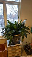 Photo of large bush lily plant in ceramic pot placed on small drawer furniture near window with snow outside. Shows size and condition of plant and pot.