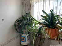 Wide shot of all three household plants grouped near a window, showing the Clivia and two other leafy green plants.