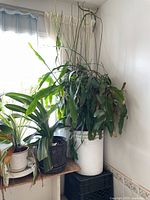Full view of three potted plants positioned by a window with curtains, showcasing their size and condition