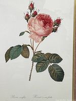 Close-up of the detailed botanical rose print showing pink rose bloom, leaves, and stems with Latin text.
