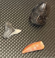 Top view of all three fossilized teeth on a black textured surface showing shape, color, and size relations.