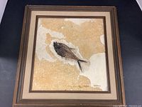 Entire framed fossil fish specimen against dark background