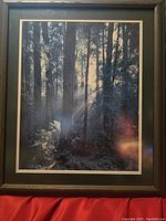 Photo shows framed nature photograph featuring tall trees with sunlight streaming through in a forest setting, resting against a red fabric background.