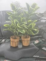 Pair of two artificial plants with green variegated leaves in wooden pots placed on a vehicle's surface outdoors.