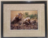 Full view of framed photo showing cheetah family in natural setting with beige mat and black frame with some chips.