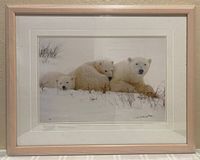 Framed color photograph showing three polar bears lying on snow with sparse vegetation.