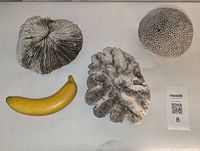 Photo showing three coral pieces along with a banana for scale: a disc-shaped coral with radial grooves, a brain coral with intricate folds, and a rounded honeycomb patterned coral.