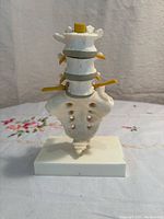 Front view of the anatomical model showing lumbar vertebrae, sacrum, coccyx, and nerves.