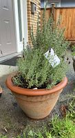 Single large terra cotta pot filled with a mature lavender plant showing greenish-grey foliage and small purple flowers, placed outdoors on ground near a door.